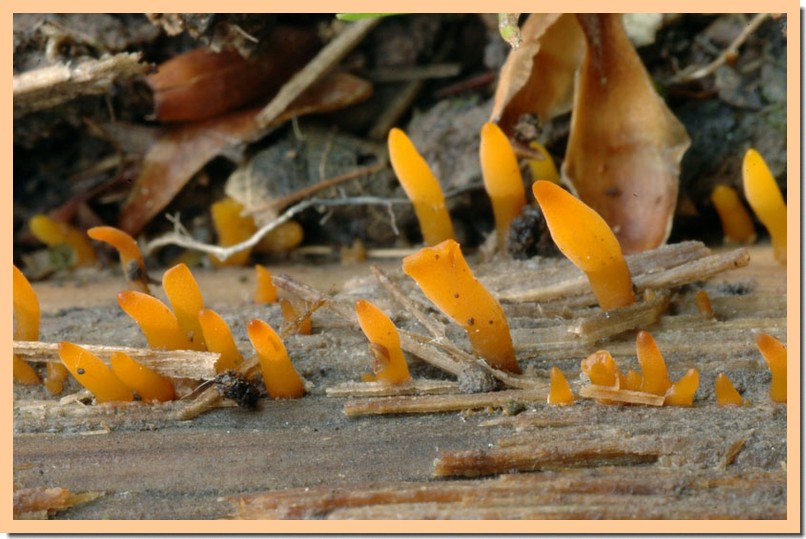 calocera_cornea_1.jpg