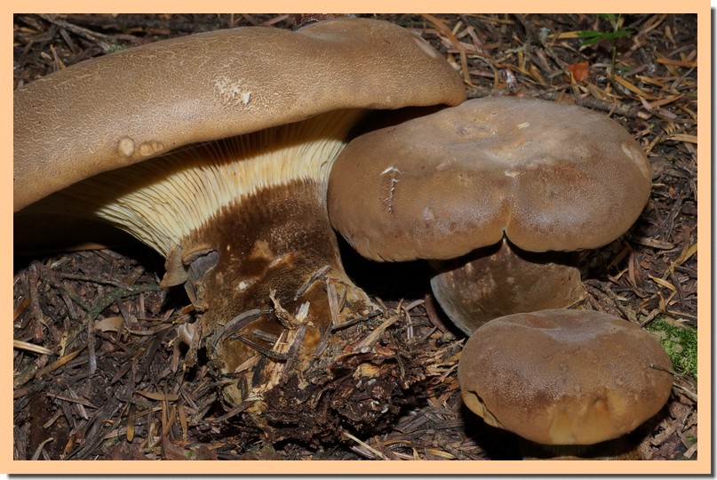 paxillus atrotomentosus2.jpg