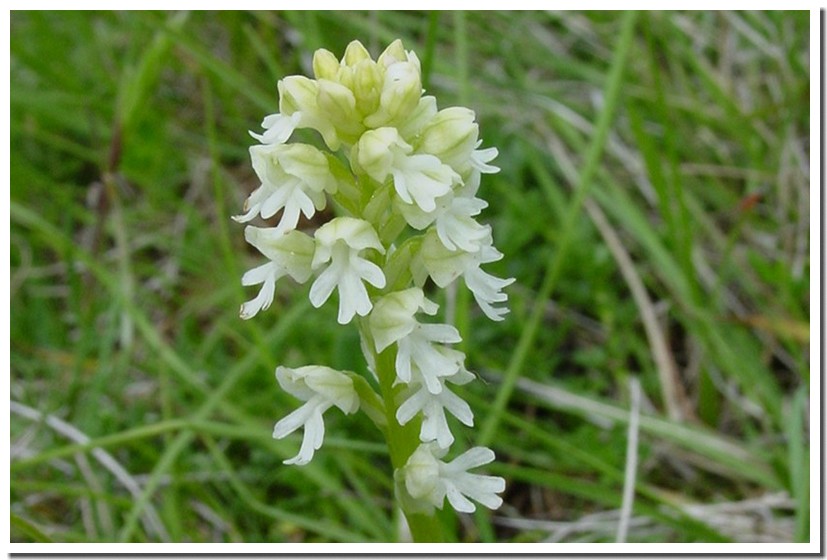 Orchid es Sauvages ConnaitreLaNature orchid-es-sauvages-connaitrelanature