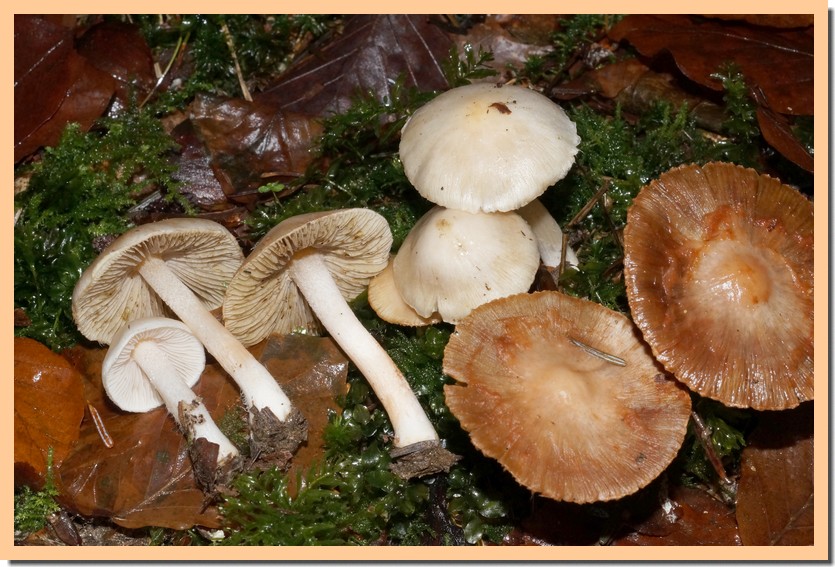 inocybe pudica 18.jpg