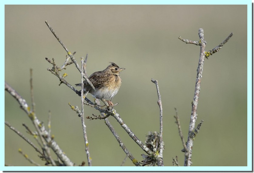 alouette des champs.jpg