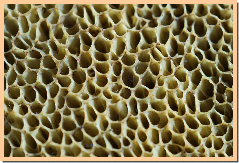 xerocomus chrysenteron pores 20.jpg