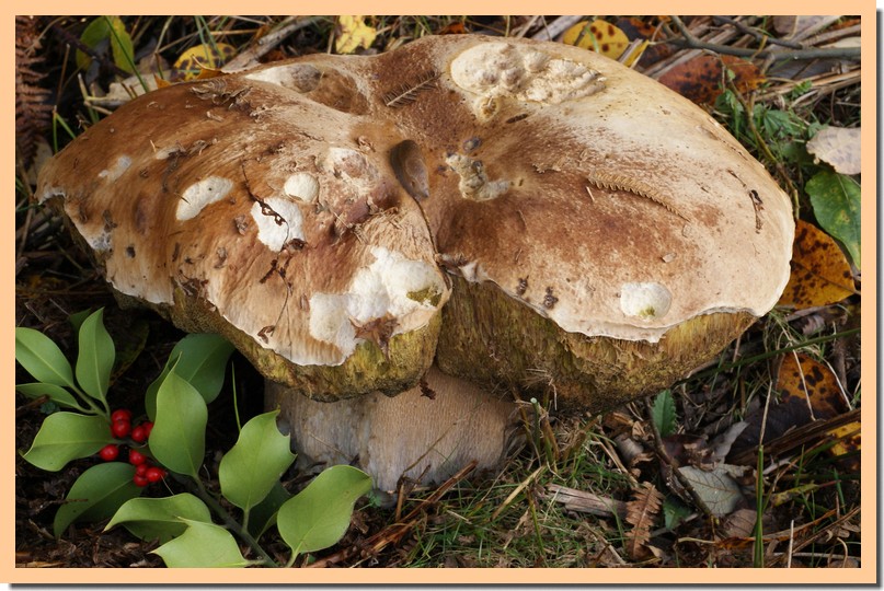 boletus edulis géant.jpg