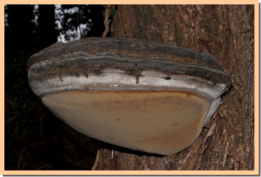 phellinus igniarius 20.jpg