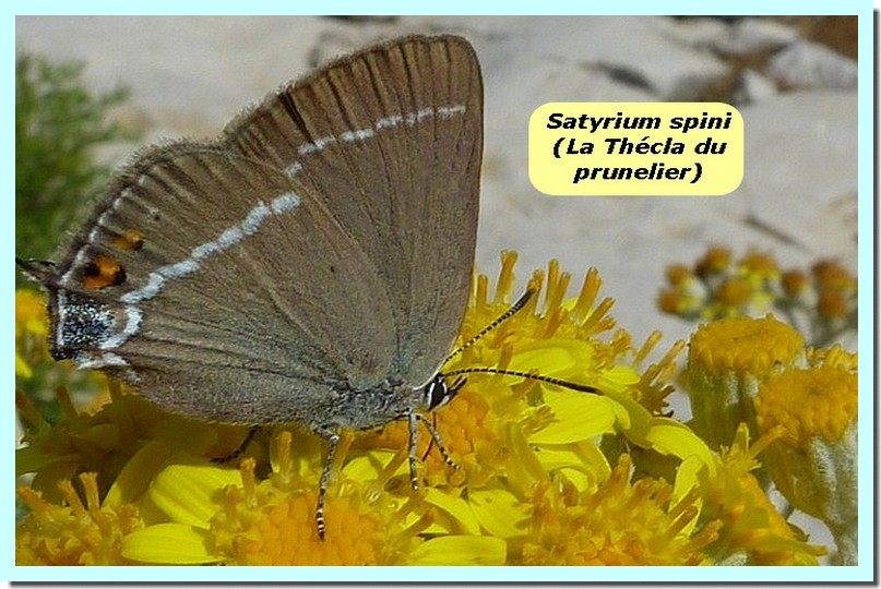 Satyrium spini1 _Thecla du prunelier_.jpg