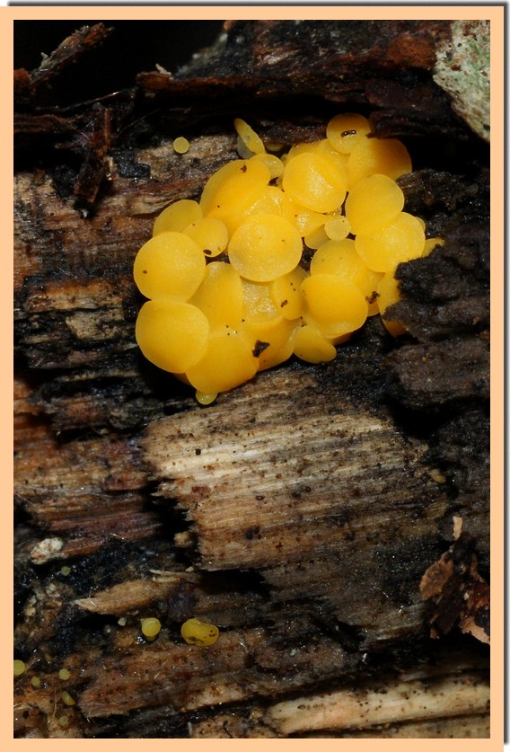 bisporella citrina3.jpg