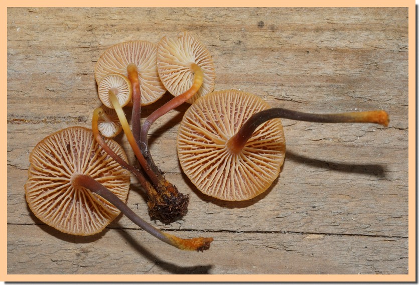 xeromphalina campanella 23 1.jpg