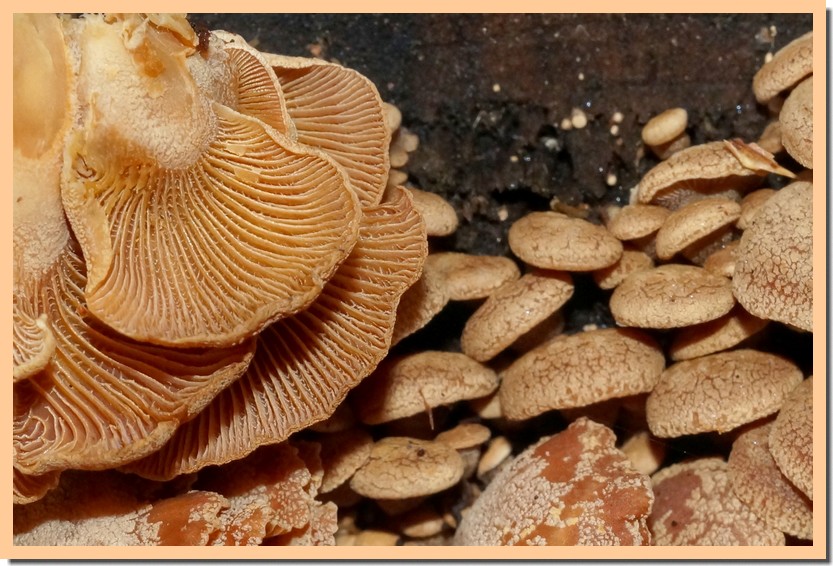 panellus stipticus 18.jpg