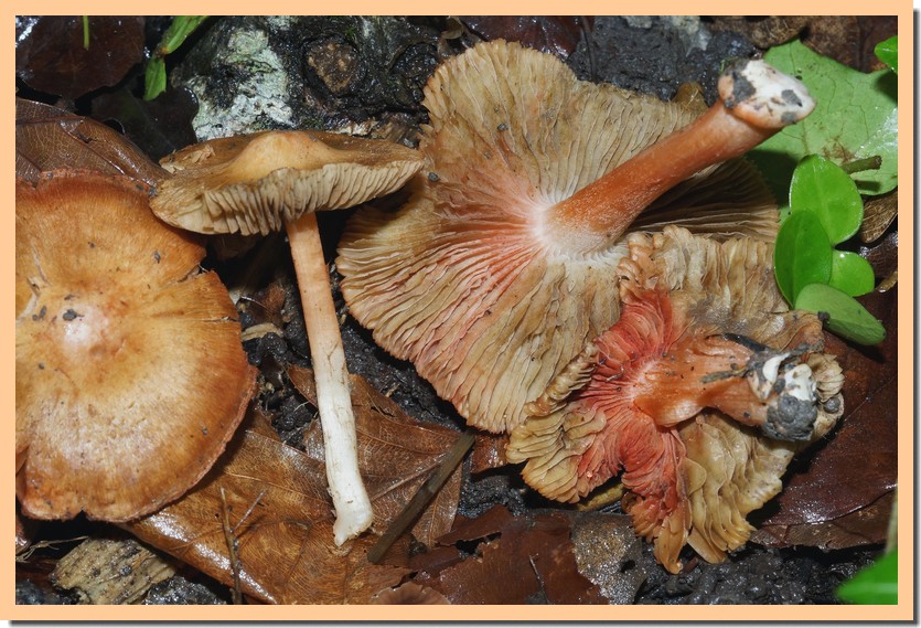 inocybe godeyi 24-01.jpg