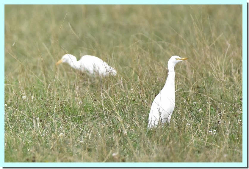héron garde boeuf.jpg