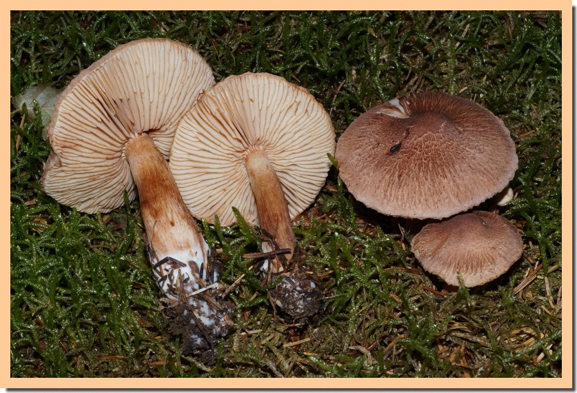 inocybe pyriodora var. incarnata 15.jpg