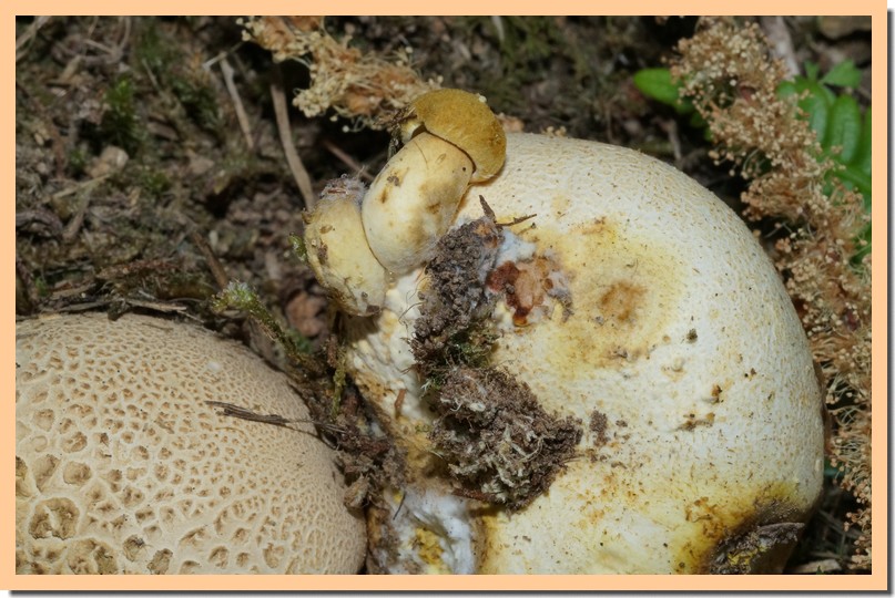 xerocomus parasiticus2.jpg