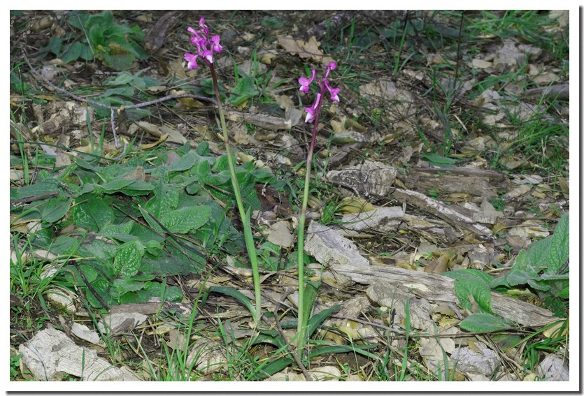 orchis champagneuxi 16.jpg