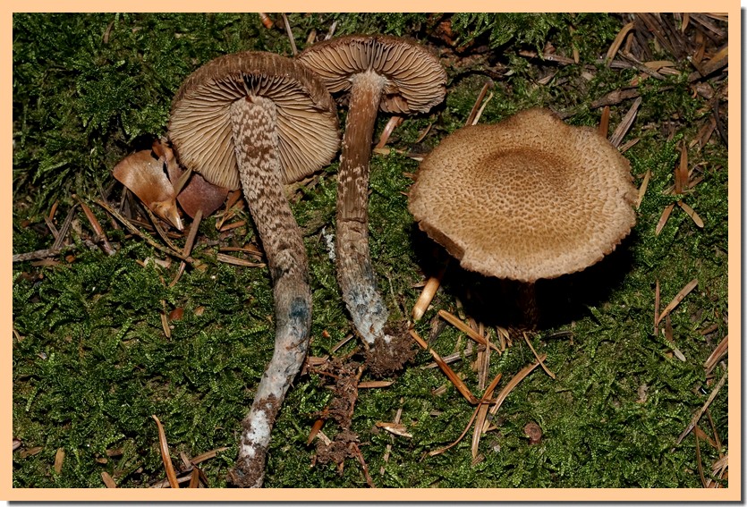 inocybe calamistrata 22 1.jpg