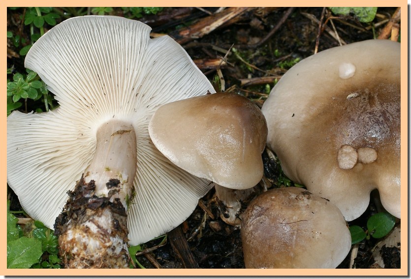 clitocybe clavipes2.jpg