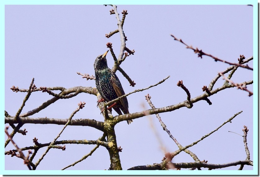 étourneau sansonnet.jpg