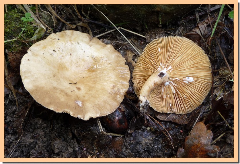 lactarius pterosporus.jpg