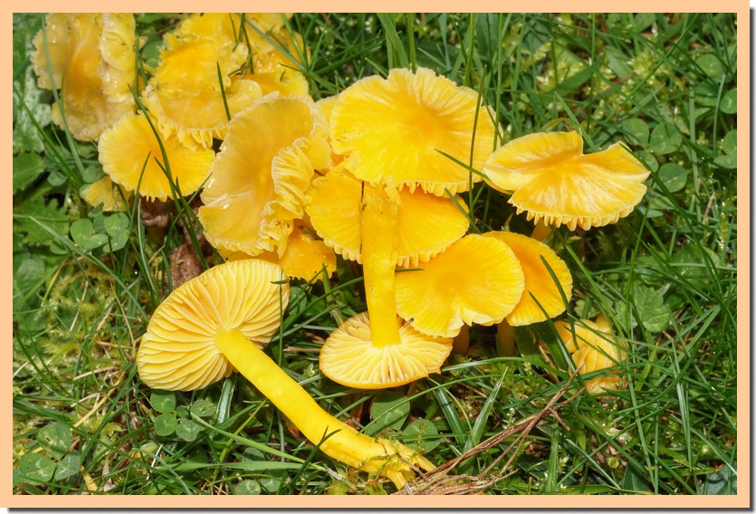 hygrocybe chlorophana 19.jpg