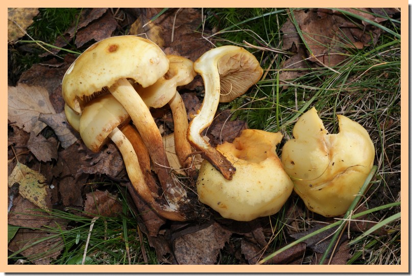 pholiota apicrea _cannelle_.jpg