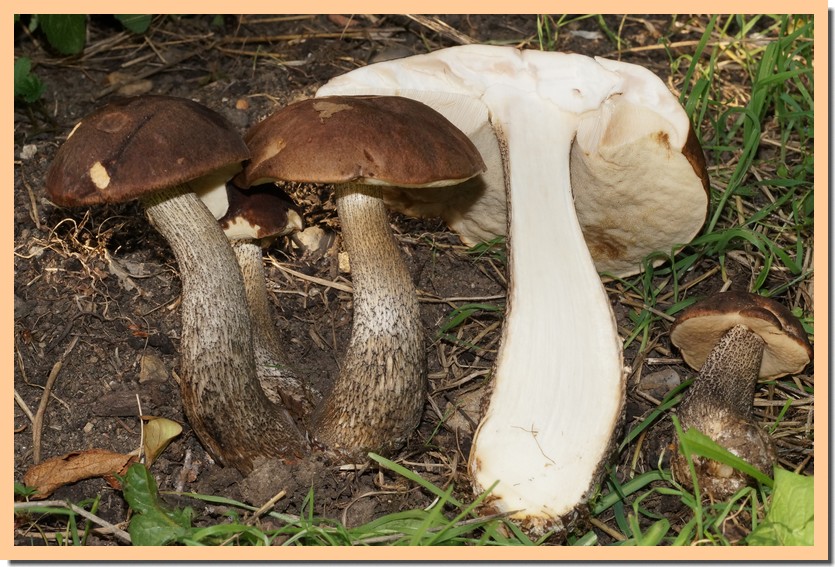 leccinum melaneum 22.jpg