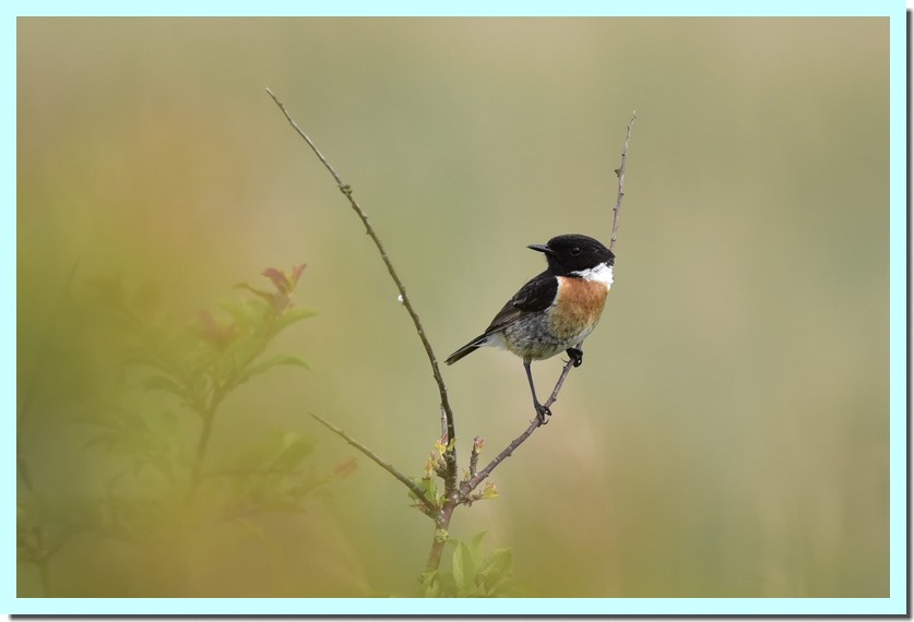 tarier pâtre mâle.jpg