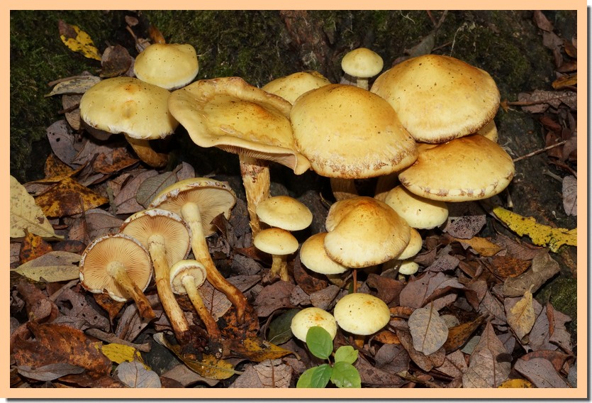 pholiota salicicola 19.jpg