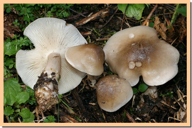 clitocybe clavipes2.jpg