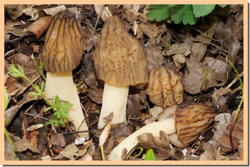 mitrophora semilibera 18.jpg