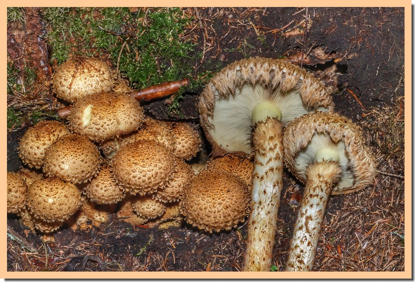 pholiota squarrosa 17.jpg