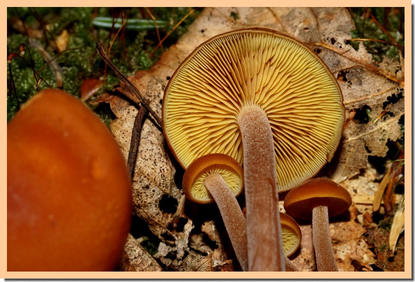 gymnopilus liquiritiae.jpg