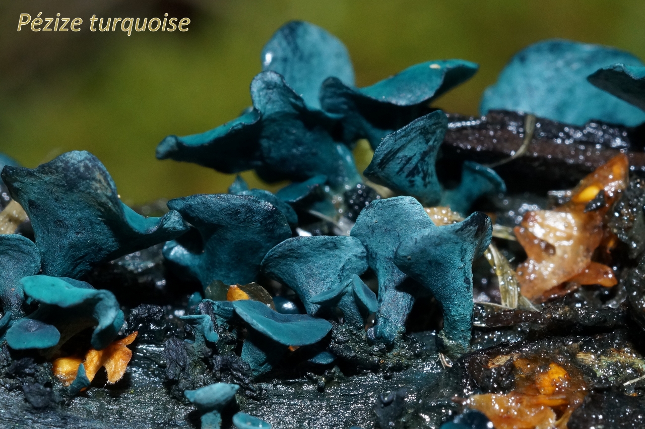 chlorociboria aeruginascens 14.jpg