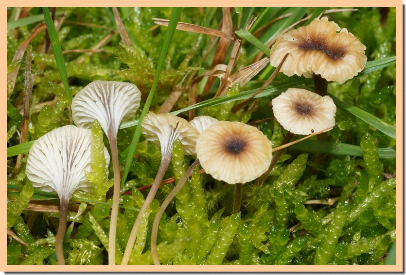 rickenella swartzii 22.jpg