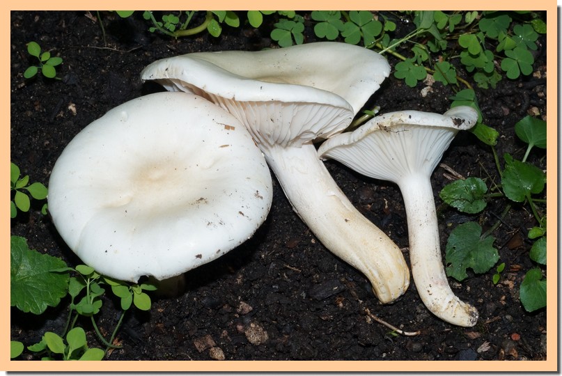 hygrophorus penarioides 2.jpg