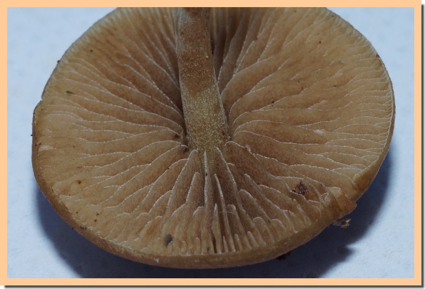 simocybe centunculus lames 23.jpg