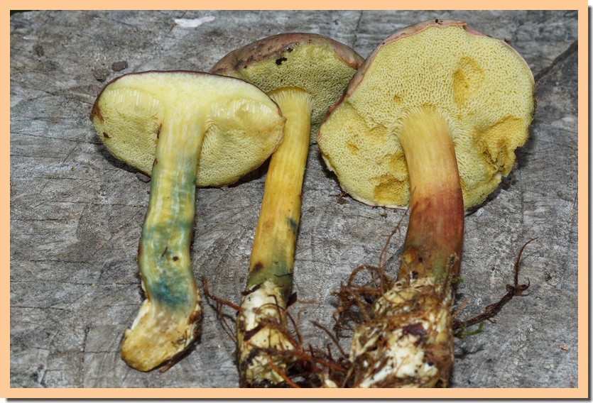 xerocomellus pruinatus 25.jpg