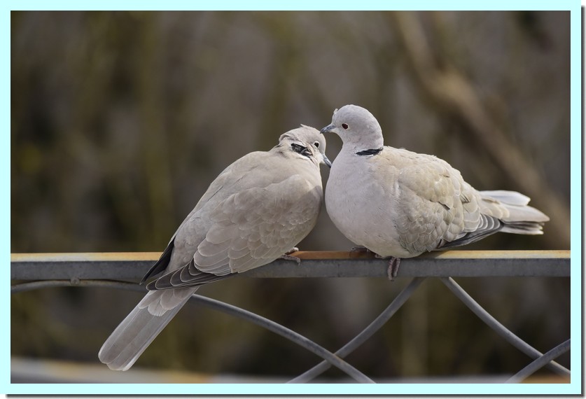 tourtetelle turque.jpg