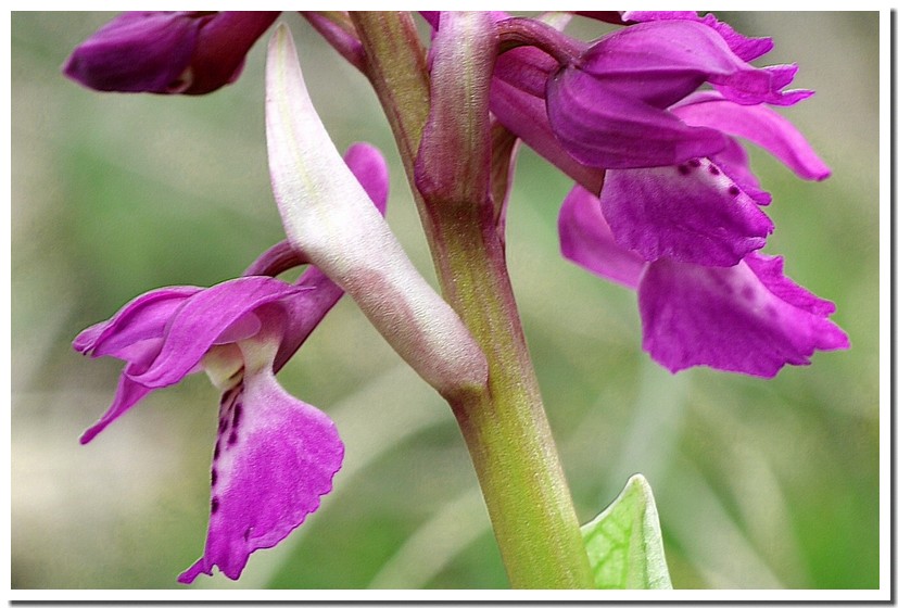 orchis mascula.jpg