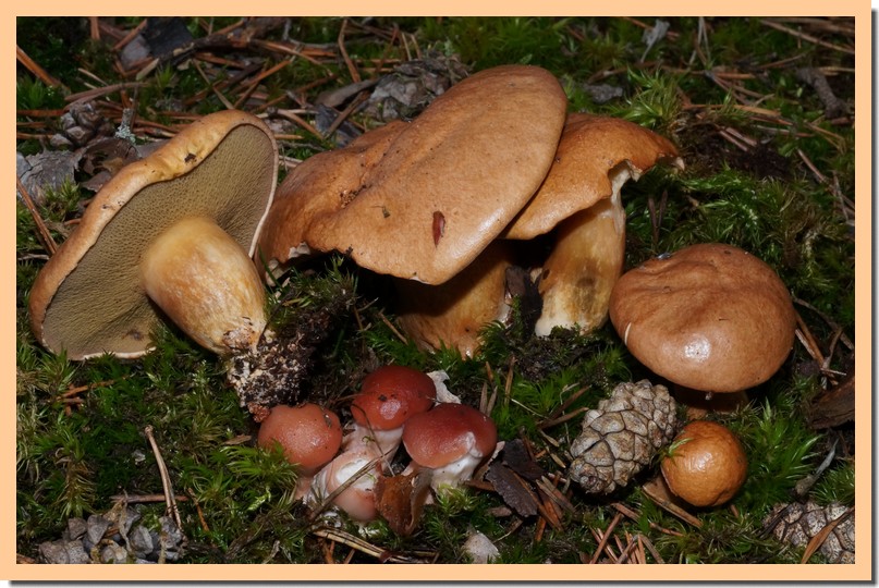 suillus bovinus 141.jpg