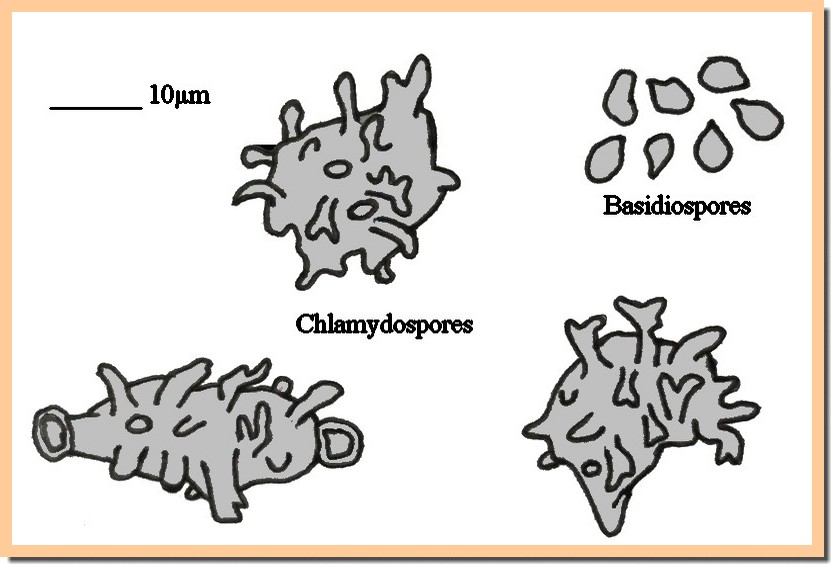 chlamydospores.jpg