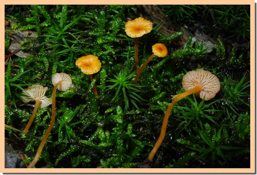 rickenella fibula.jpg