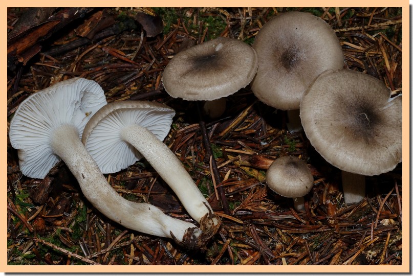 hygrophorus pustulatus2.jpg