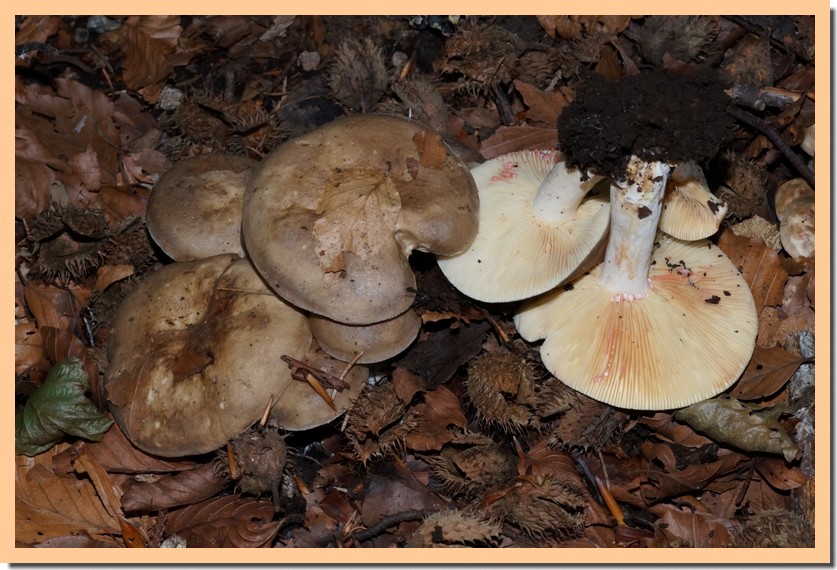 lactarius acris.jpg