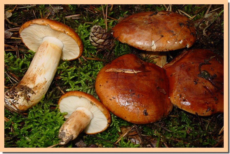 tricholoma batschii