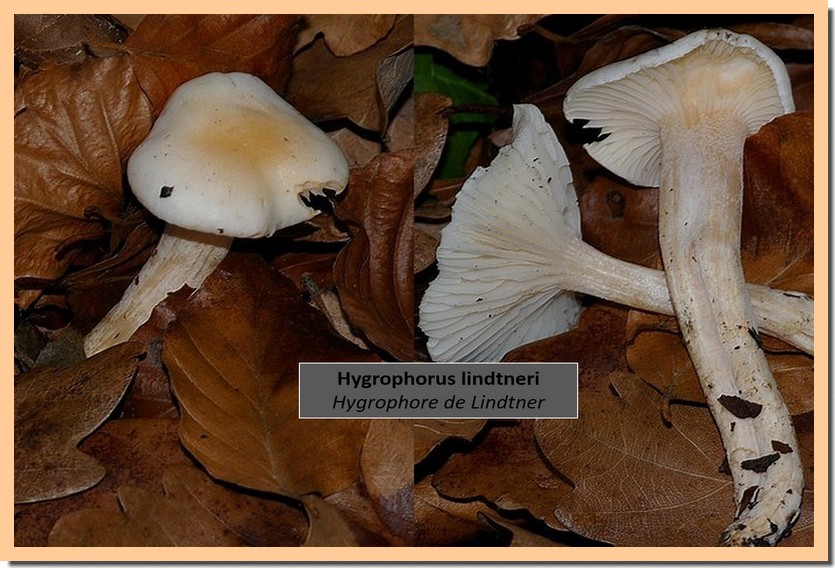Hygrophorus lindtneri.jpg