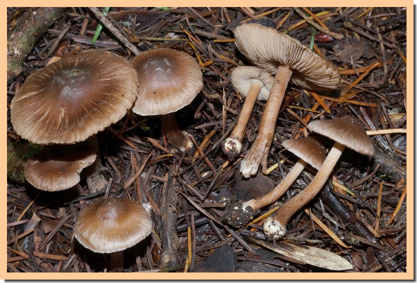 inocybe umbrina 16.jpg