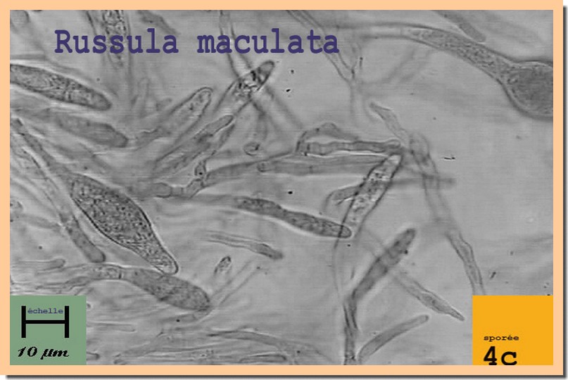 R maculata micro.jpg