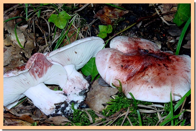 hygrophorus russula.jpg