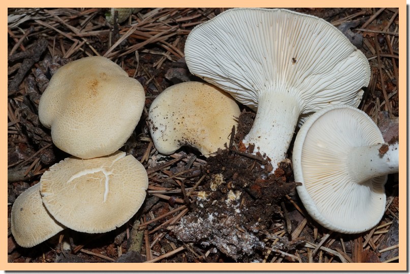 leucopaxillus paradoxus 15.jpg