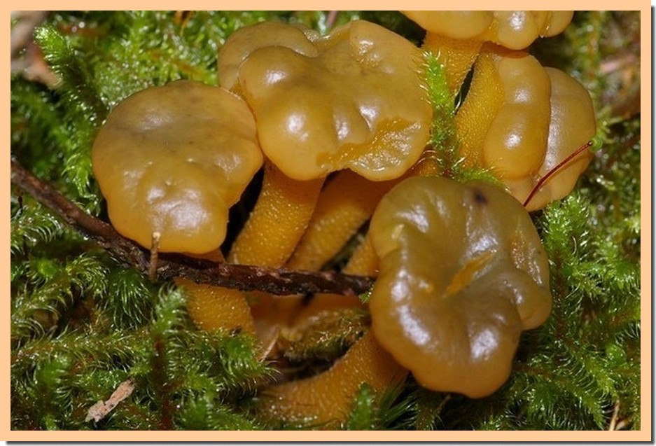 Leotia lubrica1b _Leotie lubrique_.jpg