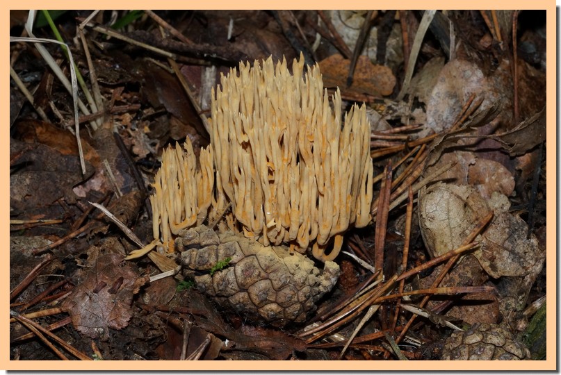 ramaria stricta2.jpg